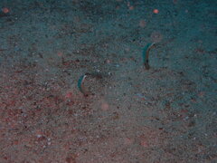 Heteroconger hassi