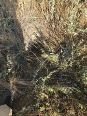 Marmota bobak