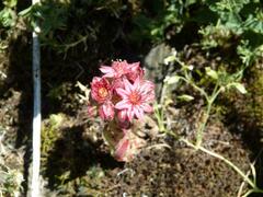 Sempervivum arachnoideum