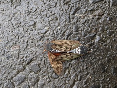 Graptopsaltria nigrofuscata