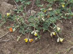 Argyrolobium marginatum