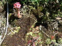 Sempervivum arachnoideum