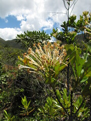 Ixora francii