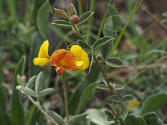 Argyrolobium marginatum