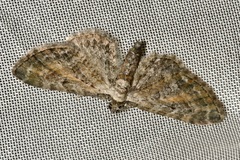 Eupithecia icterata