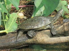 Emydura macquarii