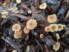 Collybiopsis biformis