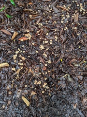 Collybiopsis biformis