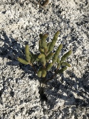 Salicornia