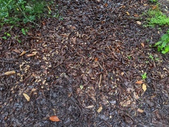 Collybiopsis biformis