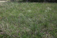 Stipa pennata