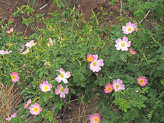 Rosa rubiginosa