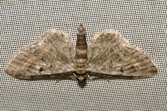 Eupithecia icterata