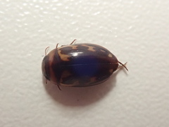 Platambus maculatus