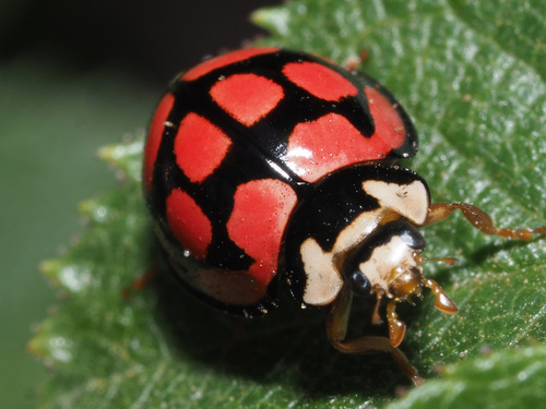 Lunate Lady Beetle