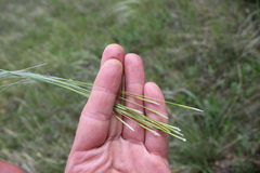 Stipa pennata