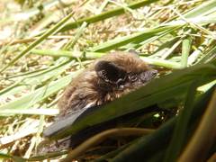 Pipistrellus kuhlii