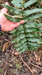 Blechnum wattsii