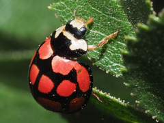 Cheilomenes lunata