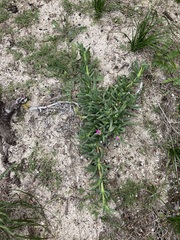 Carpobrotus virescens