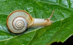 Bradybaena similaris