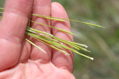 Stipa pennata