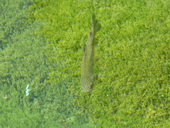 Salmo trutta
