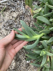 Carpobrotus virescens
