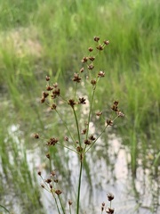 Juncus articulatus