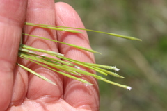 Stipa pennata