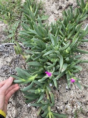 Carpobrotus virescens