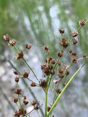 Juncus articulatus
