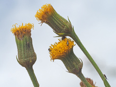 Senecio asperulus