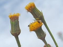 Senecio asperulus