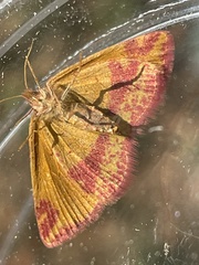Lythria cruentaria