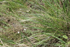 Stipa pennata