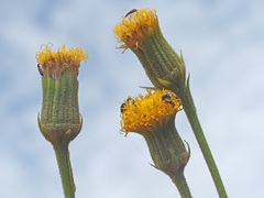 Senecio asperulus