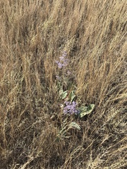 Limonium gmelinii