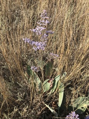 Limonium gmelinii