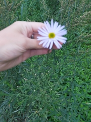 Hoary Aster (Aster incisus)