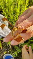 Sympetrum pedemontanum elatum