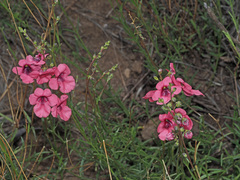 Diascia integerrima