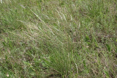 Stipa pennata