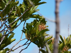 Ixora francii