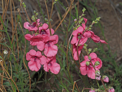 Diascia integerrima