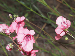 Diascia integerrima