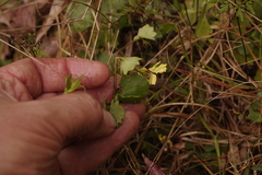 Goodenia rotundifolia