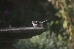 Aegithalos caudatus