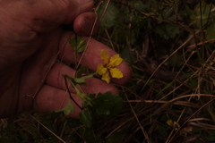 Goodenia rotundifolia
