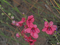 Diascia integerrima
